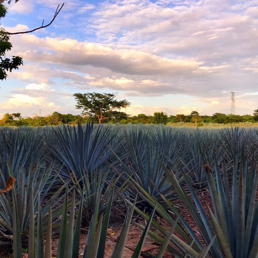 Artisan Agave Tour