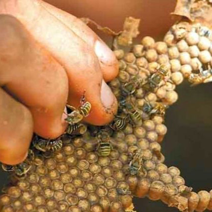 Guardians of Melipona Tour