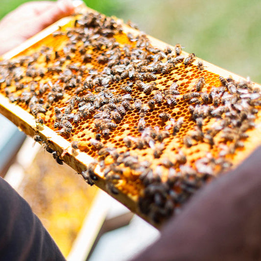 Sponsor a bee hive in Maní