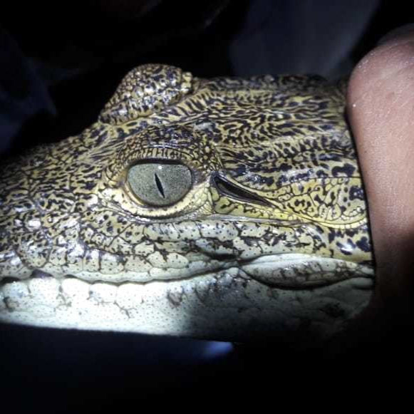 Night adventure in Celestún