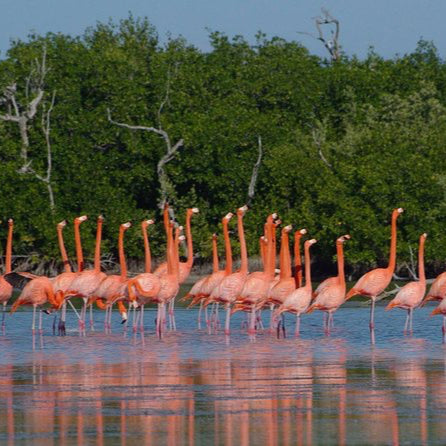 Valladolid Great Mayan Birding