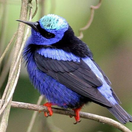 Bird watching in Sihunchén