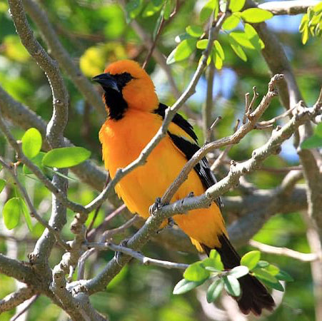 Bird watching in Tekit