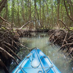 Mangroves in Canoe Celestún