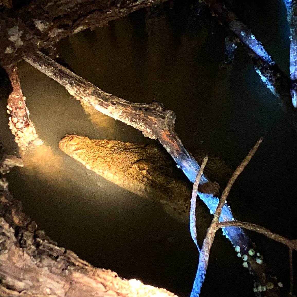 Crocodile night in Rio Lagartos
