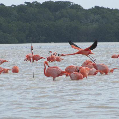 Flamencos rosados