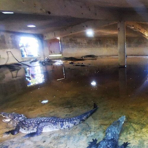 Crocodile Tour in Itzamkanac