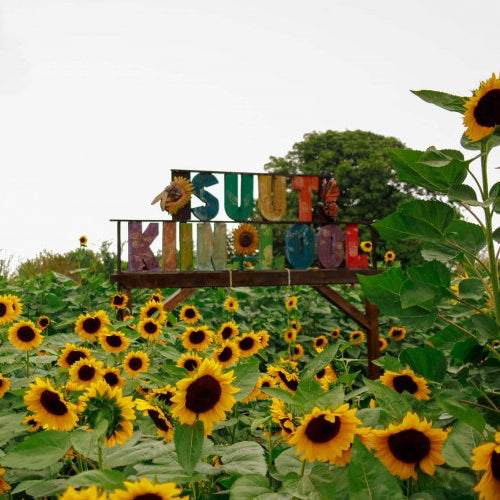 Sunflower Garden