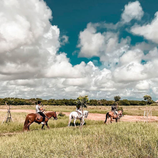 Riding among henequenes