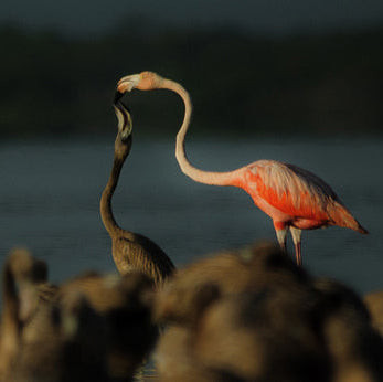 Biosfera de Ría Lagartos
