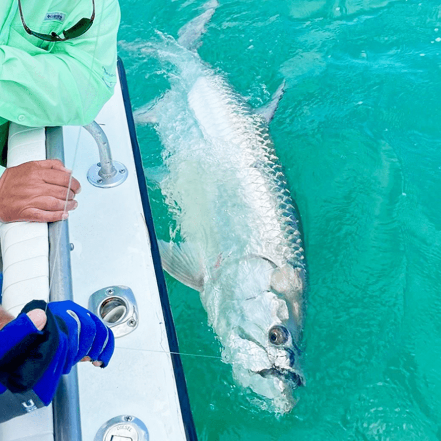 Fishing catch and release of Sabalo