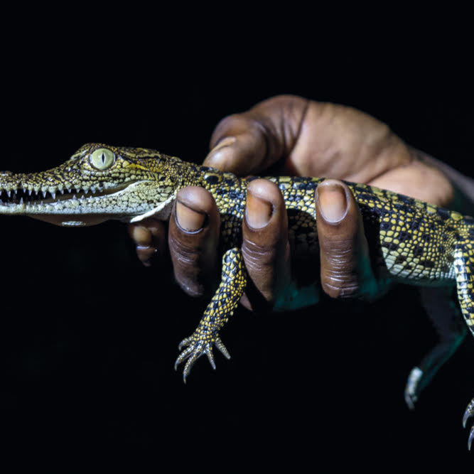 Night safari in Celestún